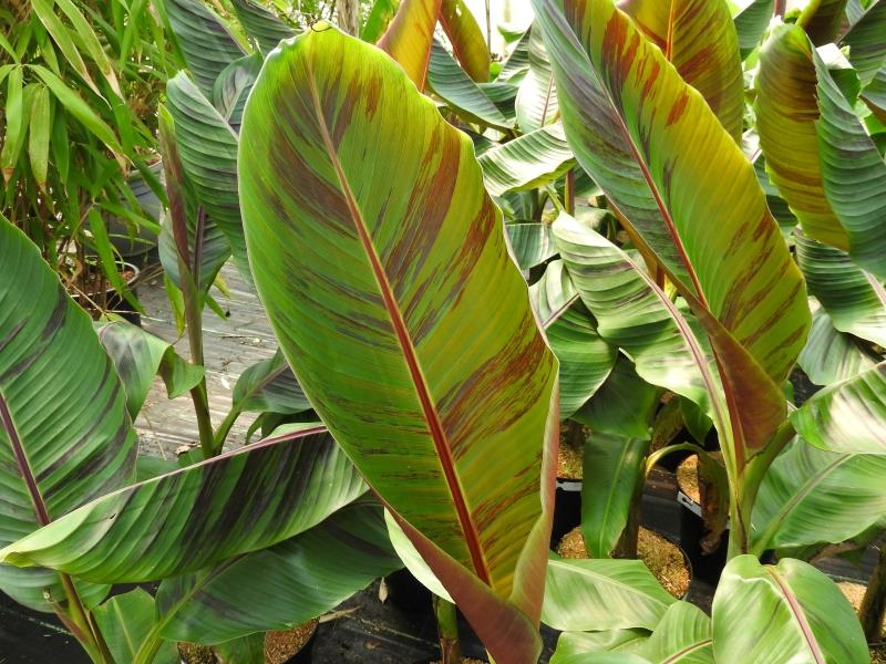 Darjeelingbanan Red Tiger, Musa sikkimensis Red Tiger, bananträd Red Tiger, bananplanta Red Tiger