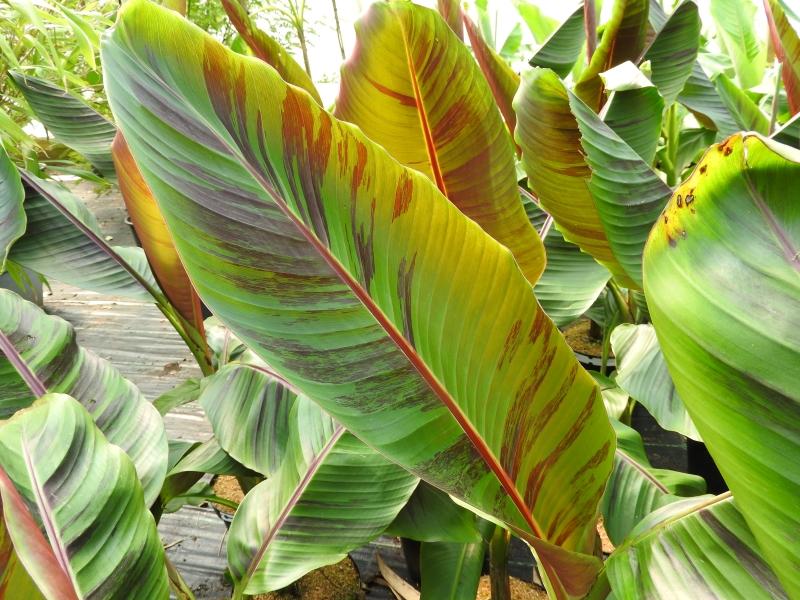 Darjeeling-Banane Red Tiger mit rot-grünem Blatt