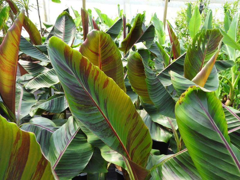 Darjeelingbanan Red Tiger, Musa sikkimensis Red Tiger, bananträd Red Tiger, bananplanta Red Tiger