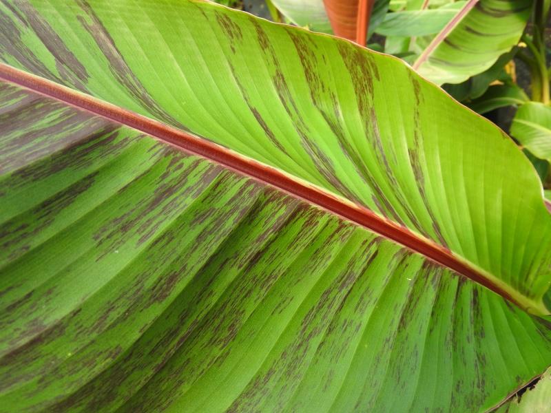 Darjeelingbanan Red Tiger, Musa sikkimensis Red Tiger, bananträd Red Tiger, bananplanta Red Tiger