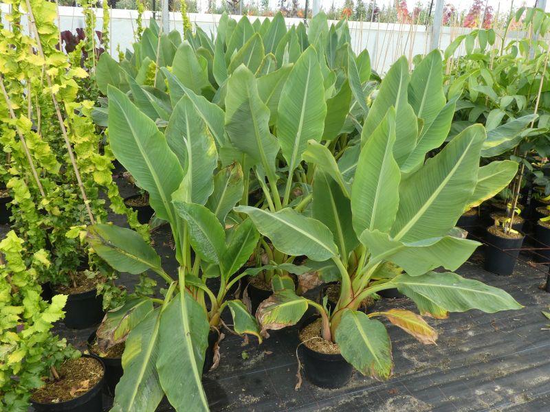 Golden-Lotus-Banane in der Baumschule