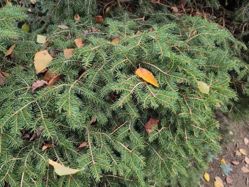 Älteres Exemplar der Nestfichte im Herbst