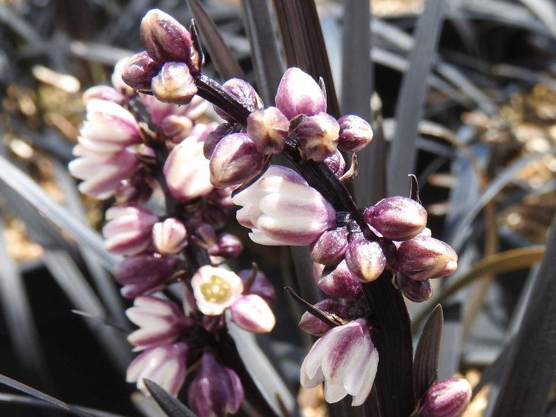 Zartviolette Blüten des Schwarzen Schlangenbarts