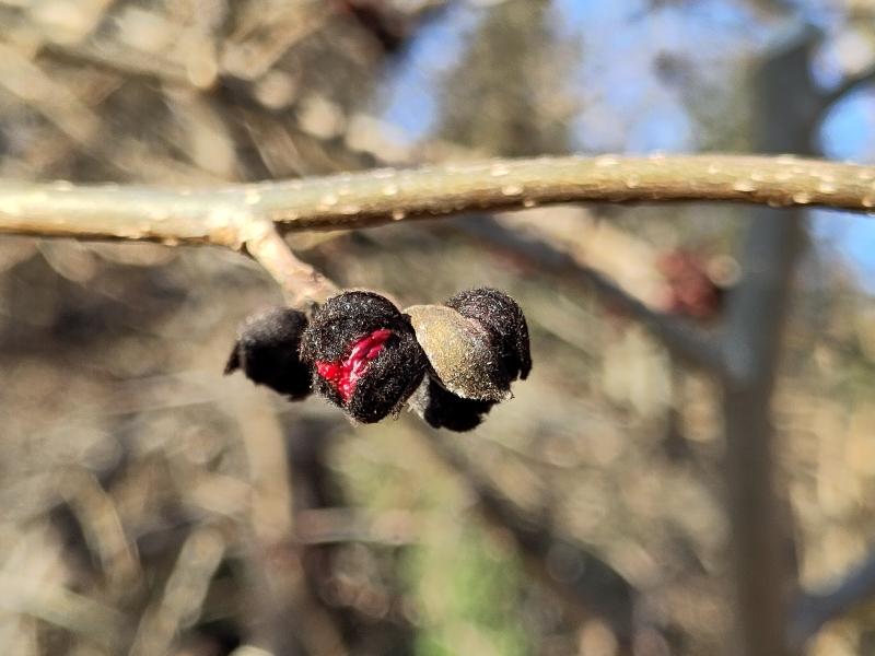 Sich öffnende Blüten der Parrotie