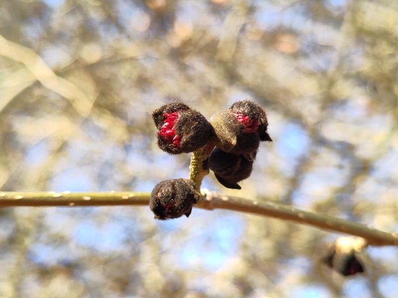 Winterliche Blütenknospen des Eisenbaums