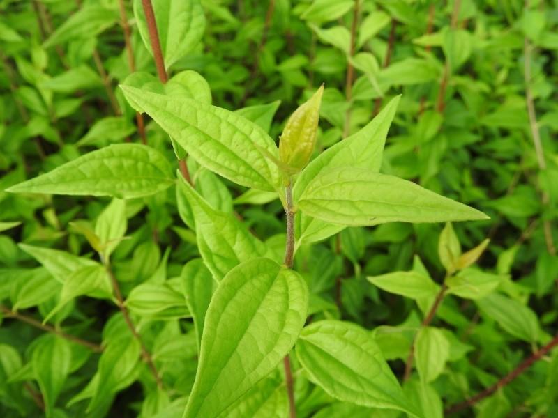 Smultronschersmin, Småblommig schersmin Silberregen, Philadelphus Silberregen