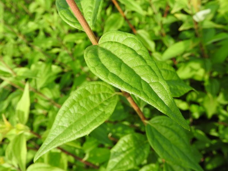 Smultronschersmin, Småblommig schersmin Silberregen, Philadelphus Silberregen