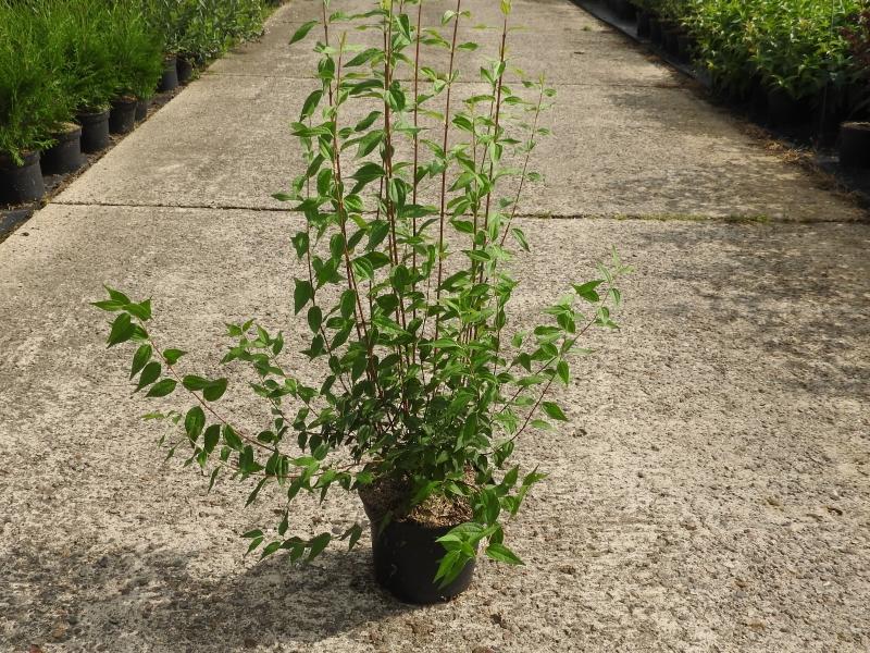 Smultronschersmin, Småblommig schersmin Silberregen, Philadelphus Silberregen