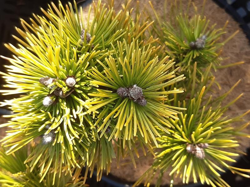 Dvärgbergtall Ophir, Pinus mugo Ophir