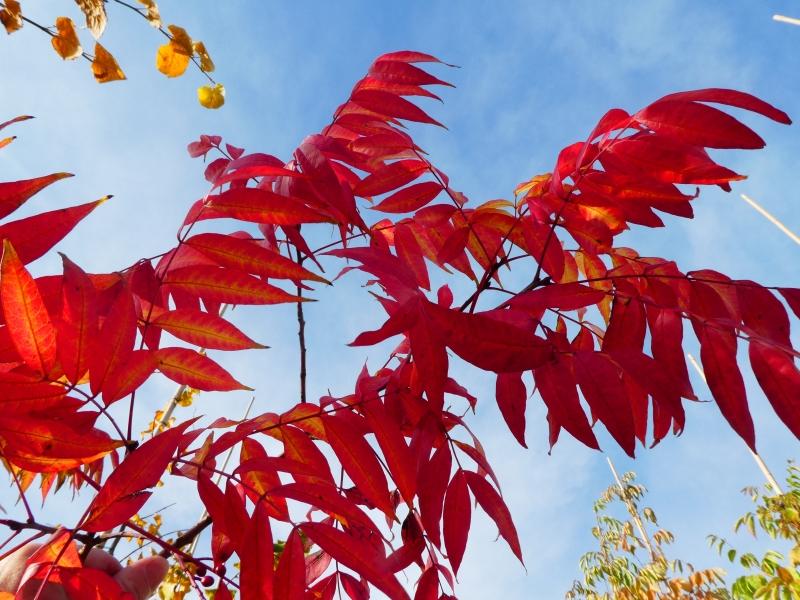 Pistazie - schöne rote Herbstfärbung