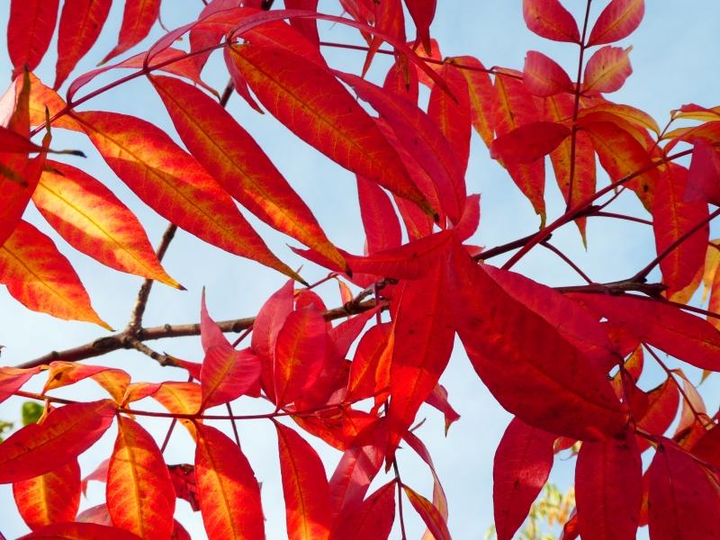 Pistazie: leuchtend rotes Herbstlaub