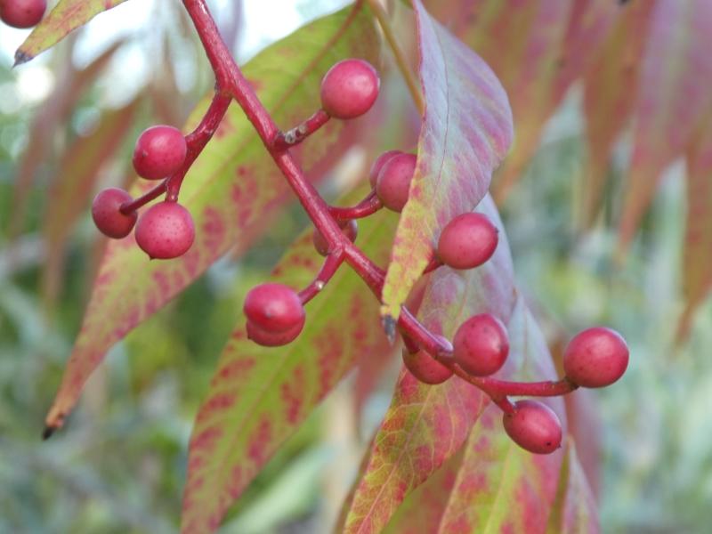 Pistazie im Oktober