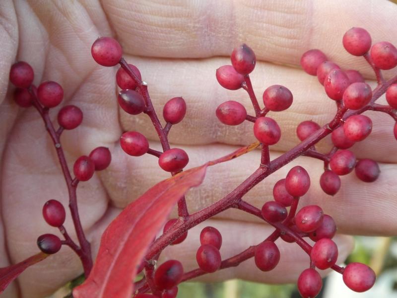 Rot fruchtende Pistacia chinensis