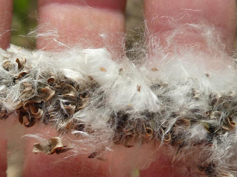 Die zart behaarten Samen der Zitterpappel werden durch den Wind verbreitet