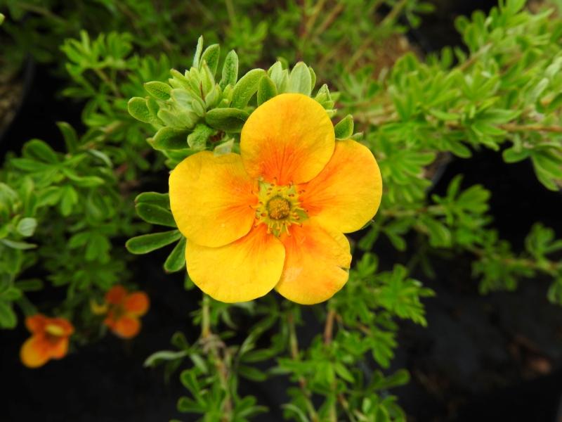 Ölandstok Hopley's Orange, Potentilla fruticosa Hopley's Orange, orange ölandstok