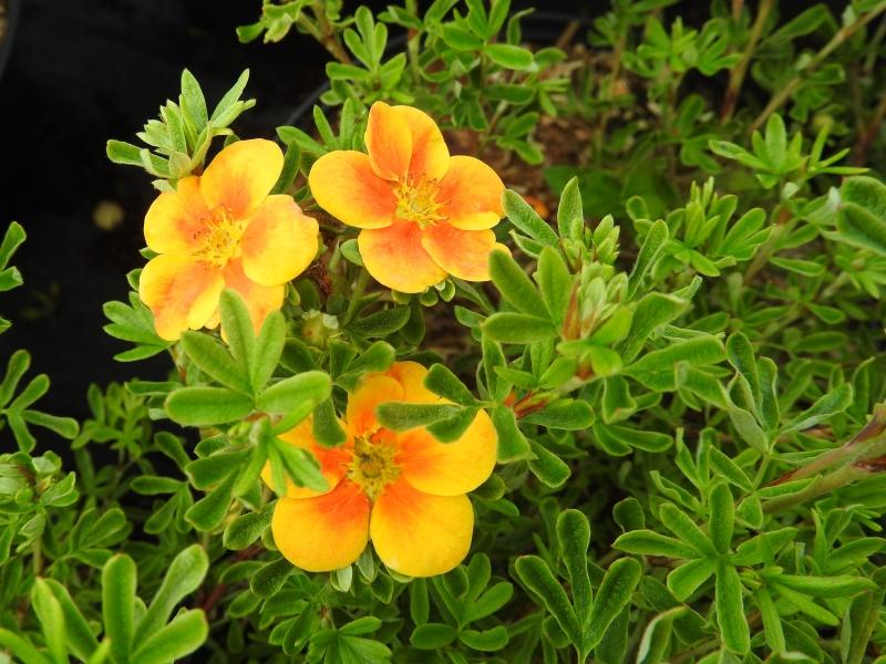 Ölandstok Hopley's Orange, Potentilla fruticosa Hopley's Orange, orange ölandstok