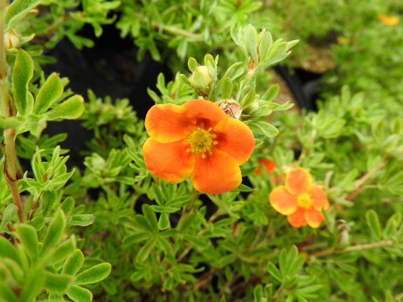 Ölandstok Hopley's Orange, Potentilla fruticosa Hopley's Orange, orange ölandstok