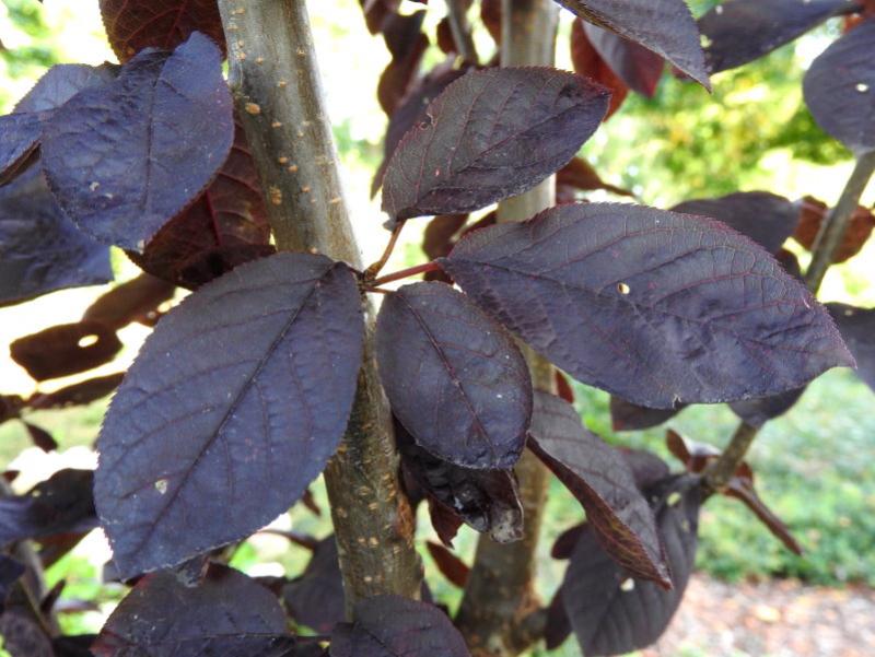 Traubenkirsche Shubert - tiefrote Blätter