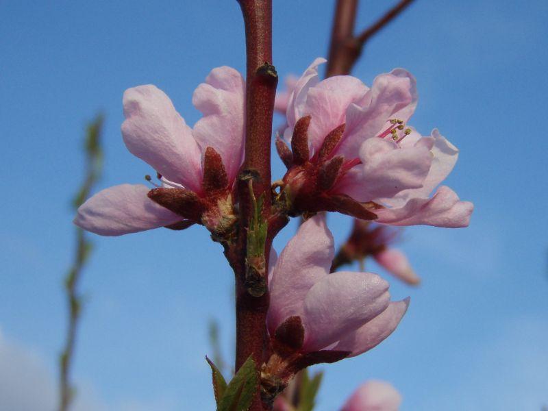 Pfirsich Martha in Blüte