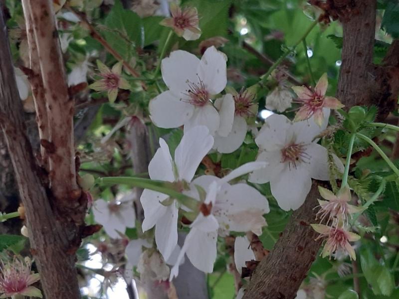 Große weiße Blüten der Japanischen Zierkirsche Umineko