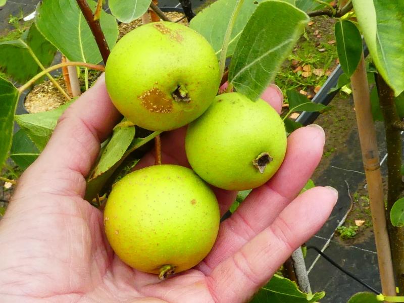 Quittenbirne Daniellii - kleine birnenartige Früchte