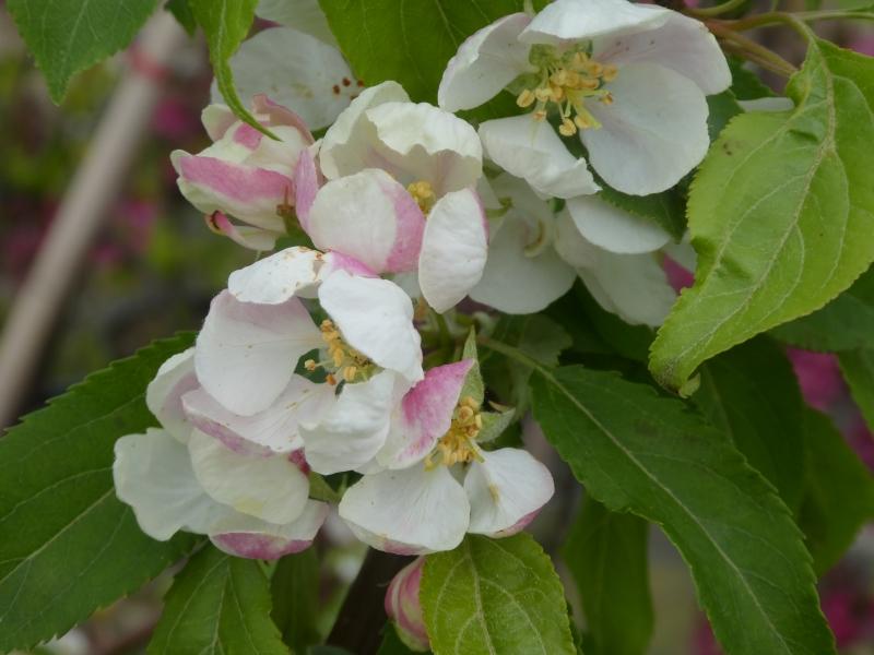 Weiß-rosa Blüten der Pyrocydonia daniellii