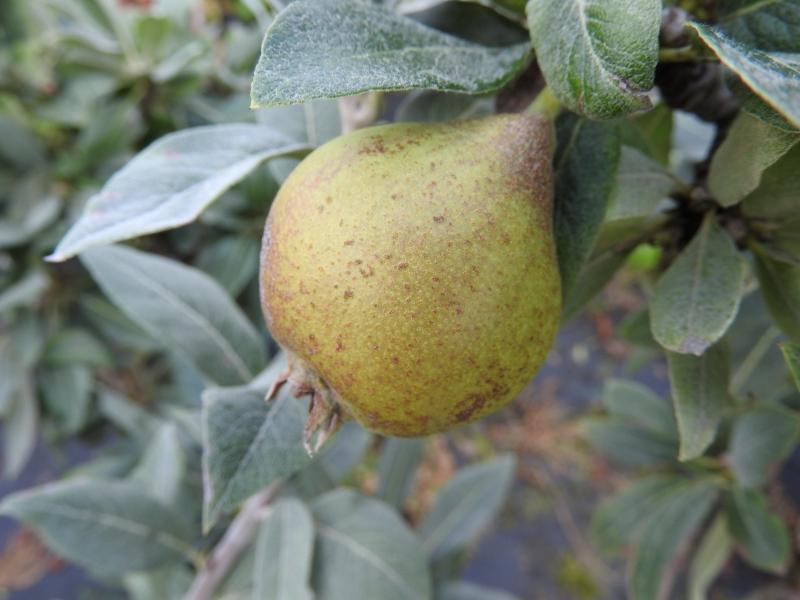 Snöpäron, Pyrus nivalis Catalia