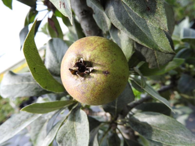 Snöpäron, Pyrus nivalis Catalia