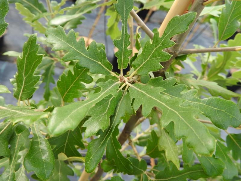 Spanische Eiche Diversifolia - Blätter