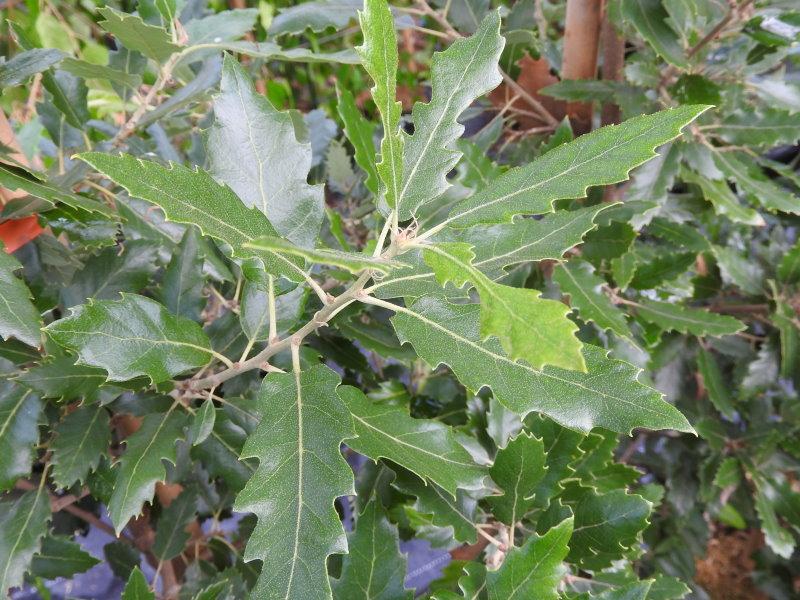 Glänzendes Laub der Quercus hispanica Fulhamensis