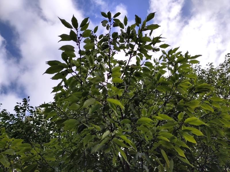 Krone der Quercus myrsinifolia