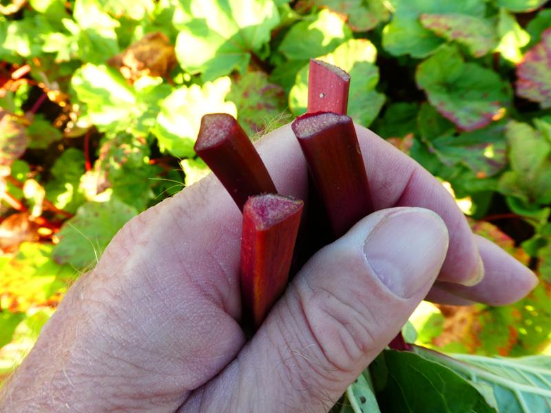 Rabarber Valentine, Rheum rhabarbarum Valentine