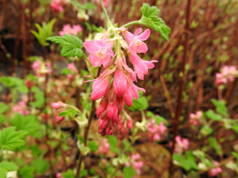 Erste Blüten der Blutjohannisbeere King Edward VII im März