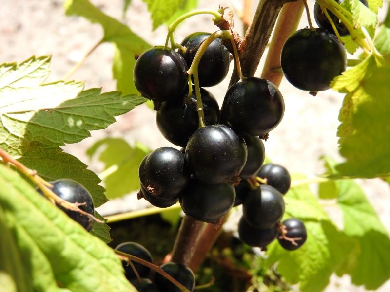 Die Schwarze Johannisbeere Ben Sarek im Sommer