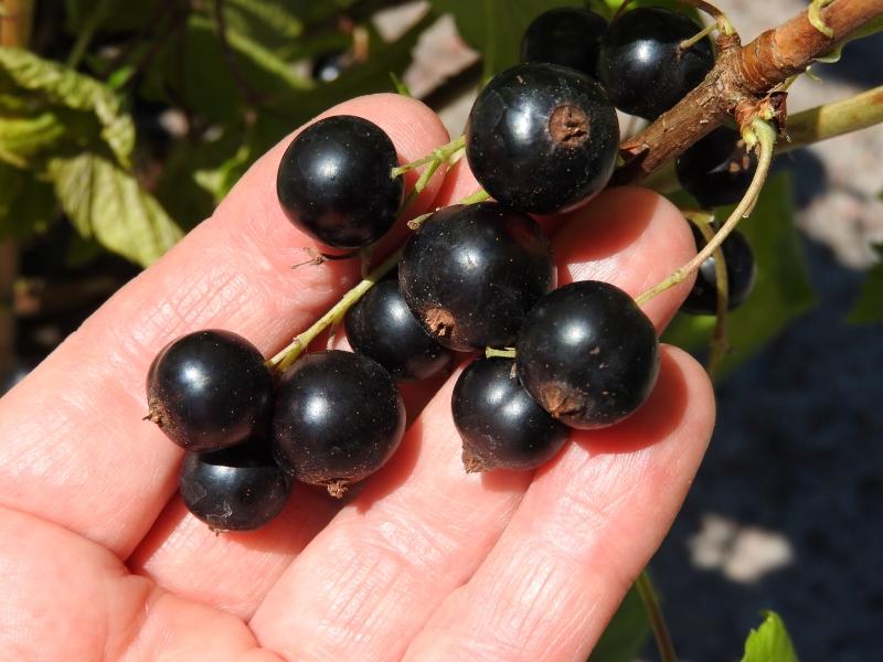 Schwarze Johannisbeere Ben Sarek - reife Früchte im Juni