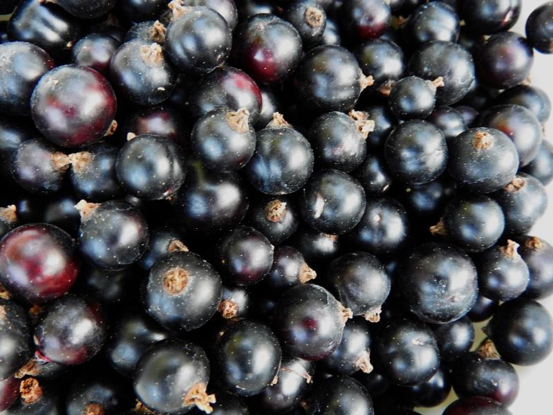 Aromatische Beeren der Schwarzen Johannisbeere Ben Sarek