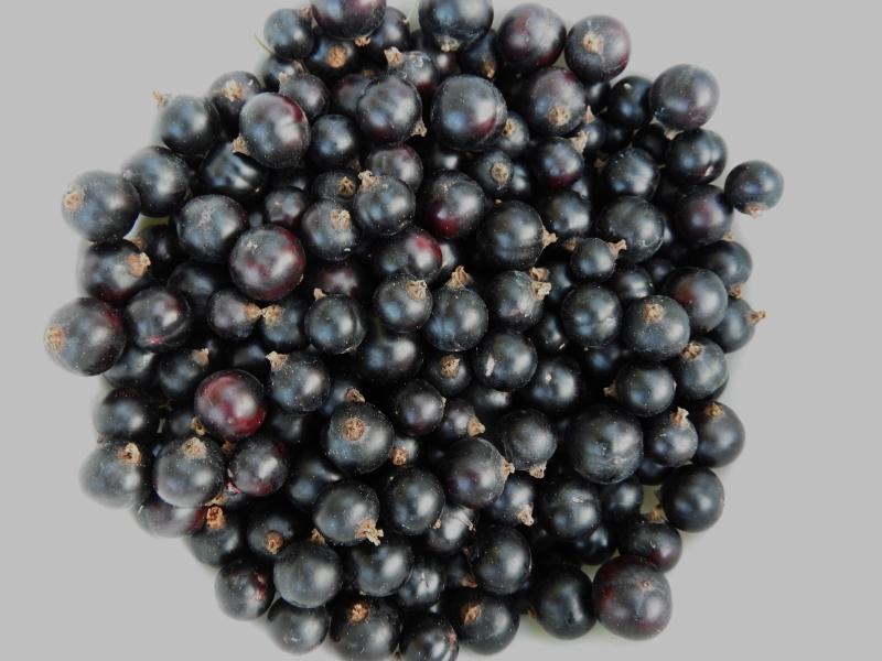 Schwarze Johannisbeere Ben Sarek - leckere Johannisbeeren