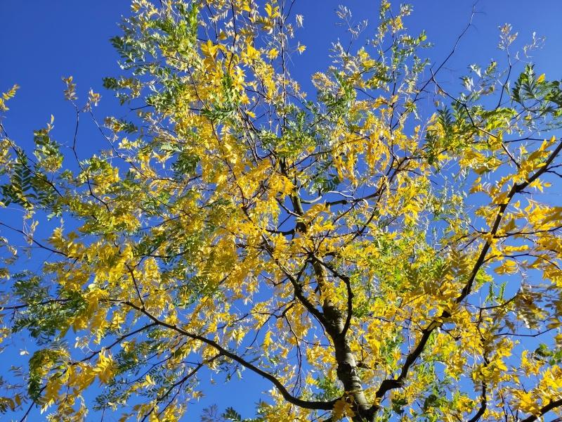 Gelbes Herbstlaub der Robinie