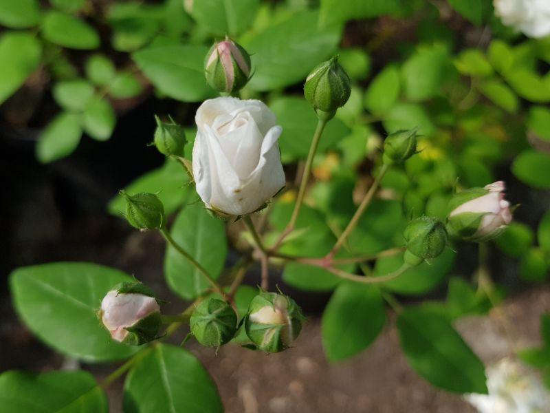 Rosa arvensis Thoresbyana