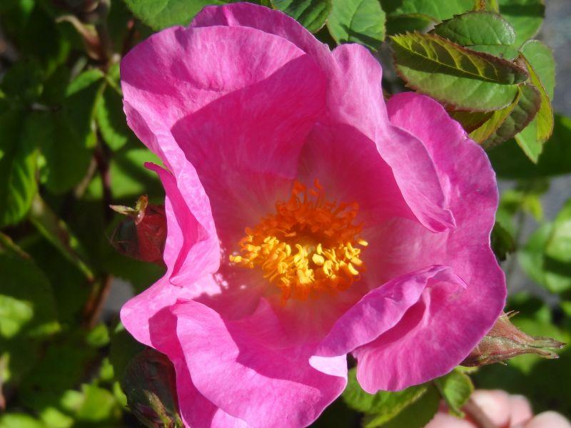 Rosa blomman av Rosa aunieri