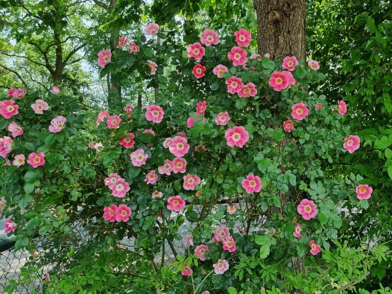 Rosarote Blüten der Hundsrose Kiese