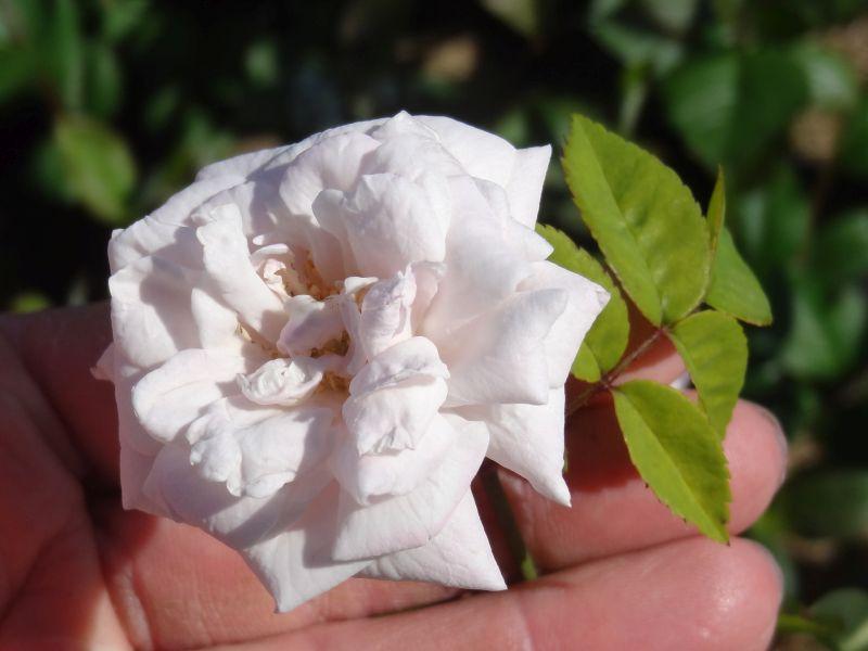 Rosa x polliniana Affabilis in Blüte
