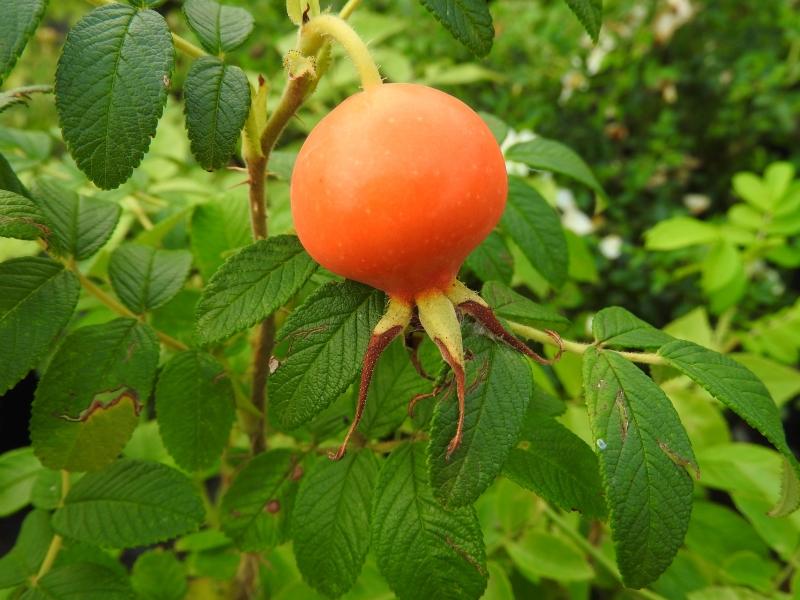 Ros Moje Hammarberg, Rosa rugosa Moje Hammarberg, vresros, buskros, Rugosa-ros Moje Hammarberg