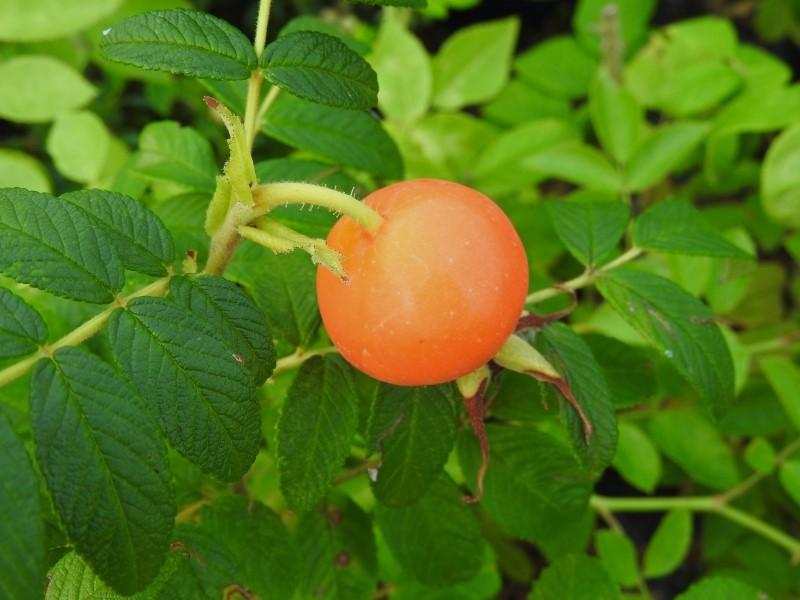 Rose Moje Hammarberg - Frucht