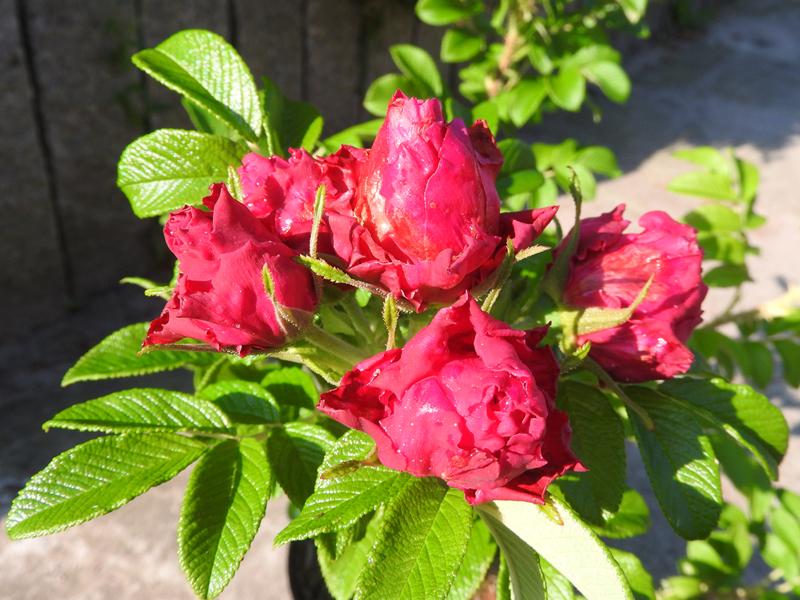 Rosarote, gefüllte Blüten der Strauchrose Great Pink