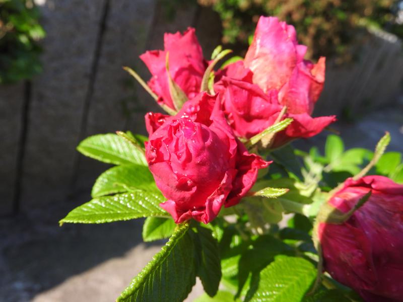 Rosa rugosa Great Pink