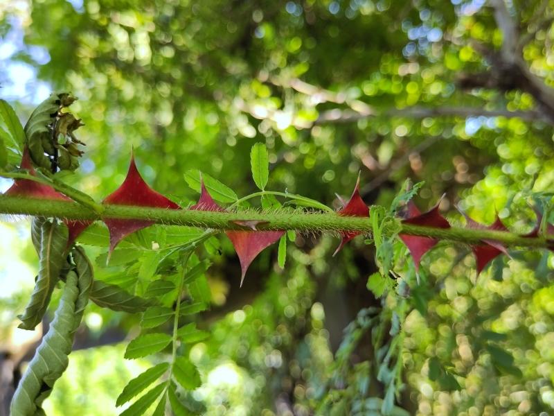 Rote Stacheln der Stacheldrahtrose