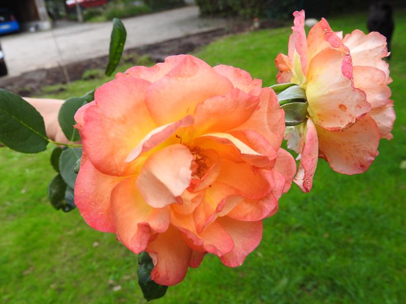 Edelrose Fairest Cape - aprikotfarbene Blüten mit orange-gelben Verläufen