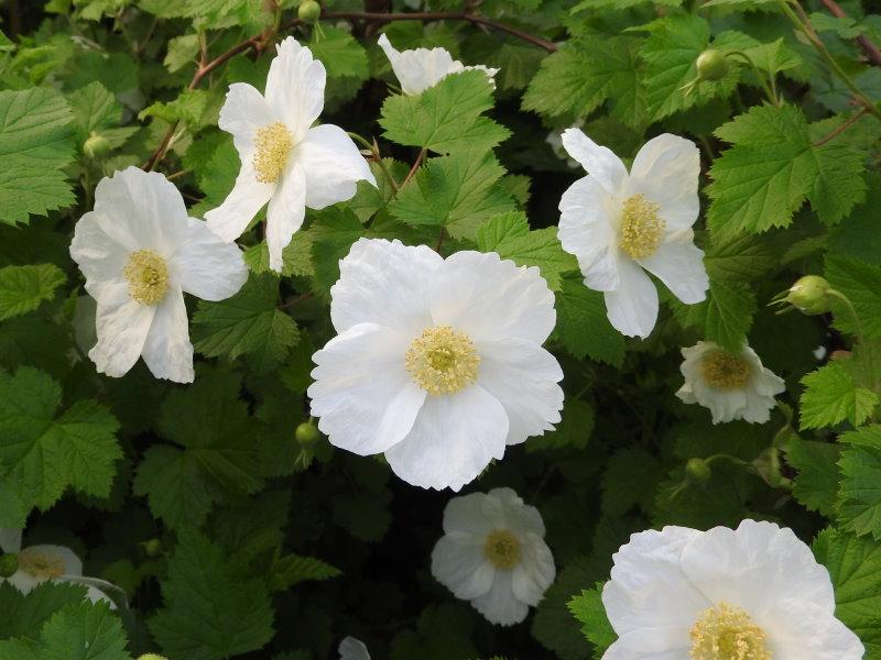 Zierende weiße Blüten der Rubus tridel Benenden