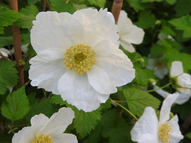 Rubus tridel Benenden mit weißen Blüten